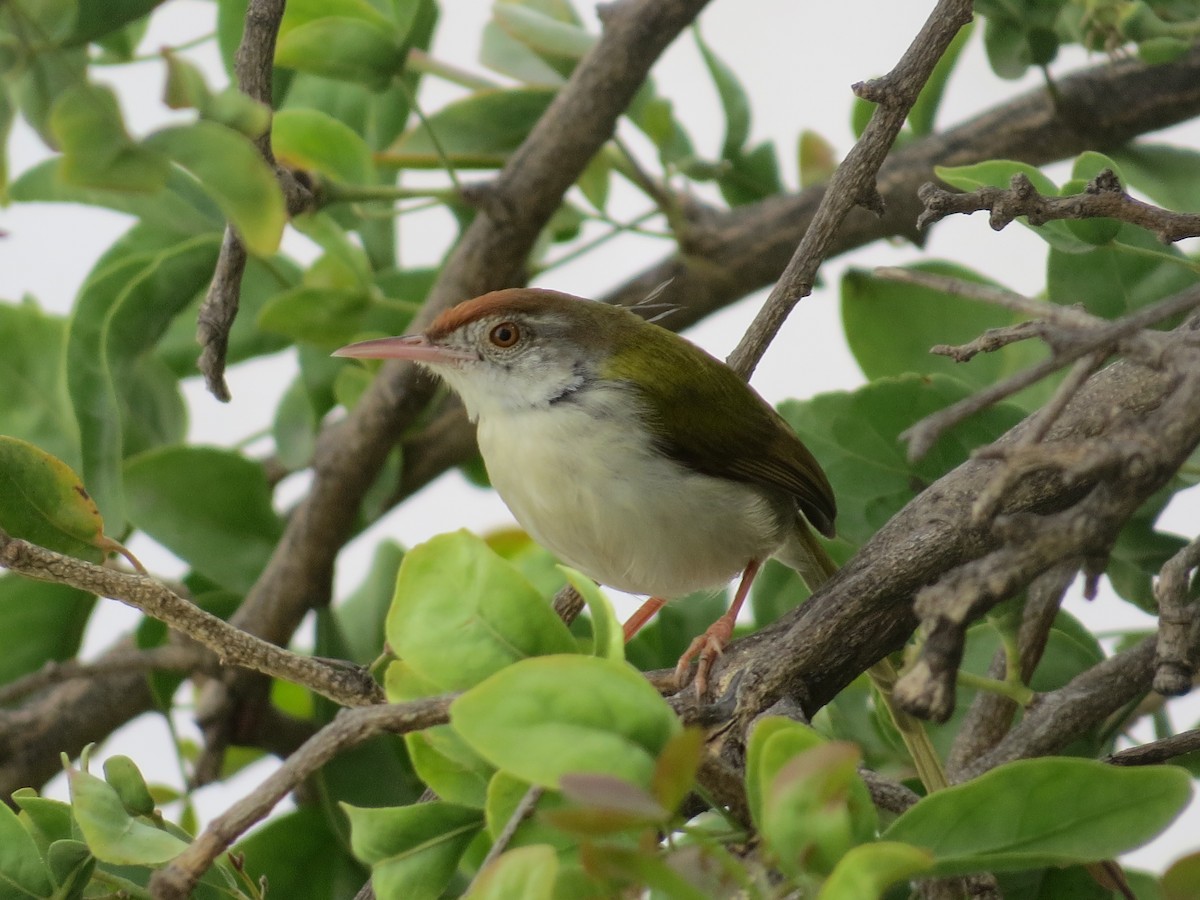 Common Tailorbird - ML619171508