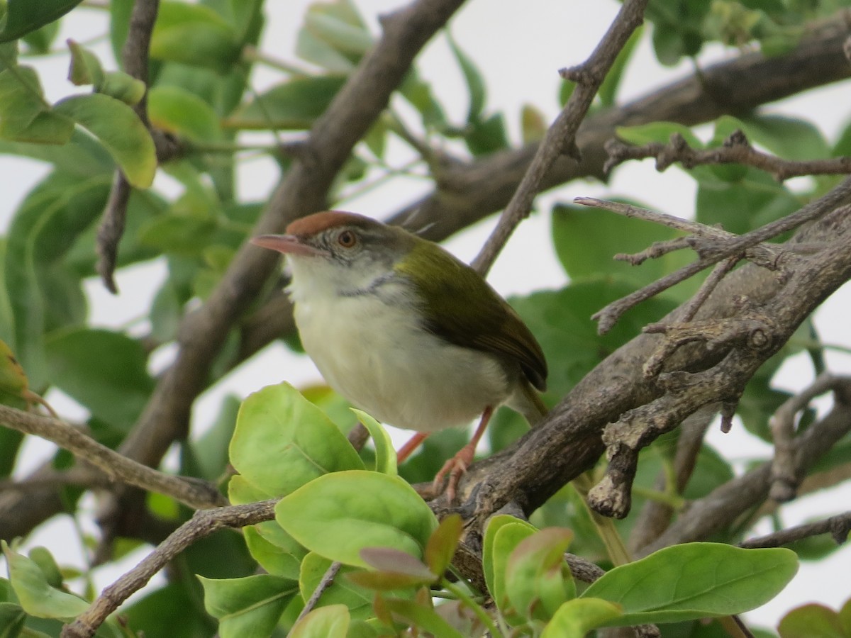 Common Tailorbird - NALINI RAMAN