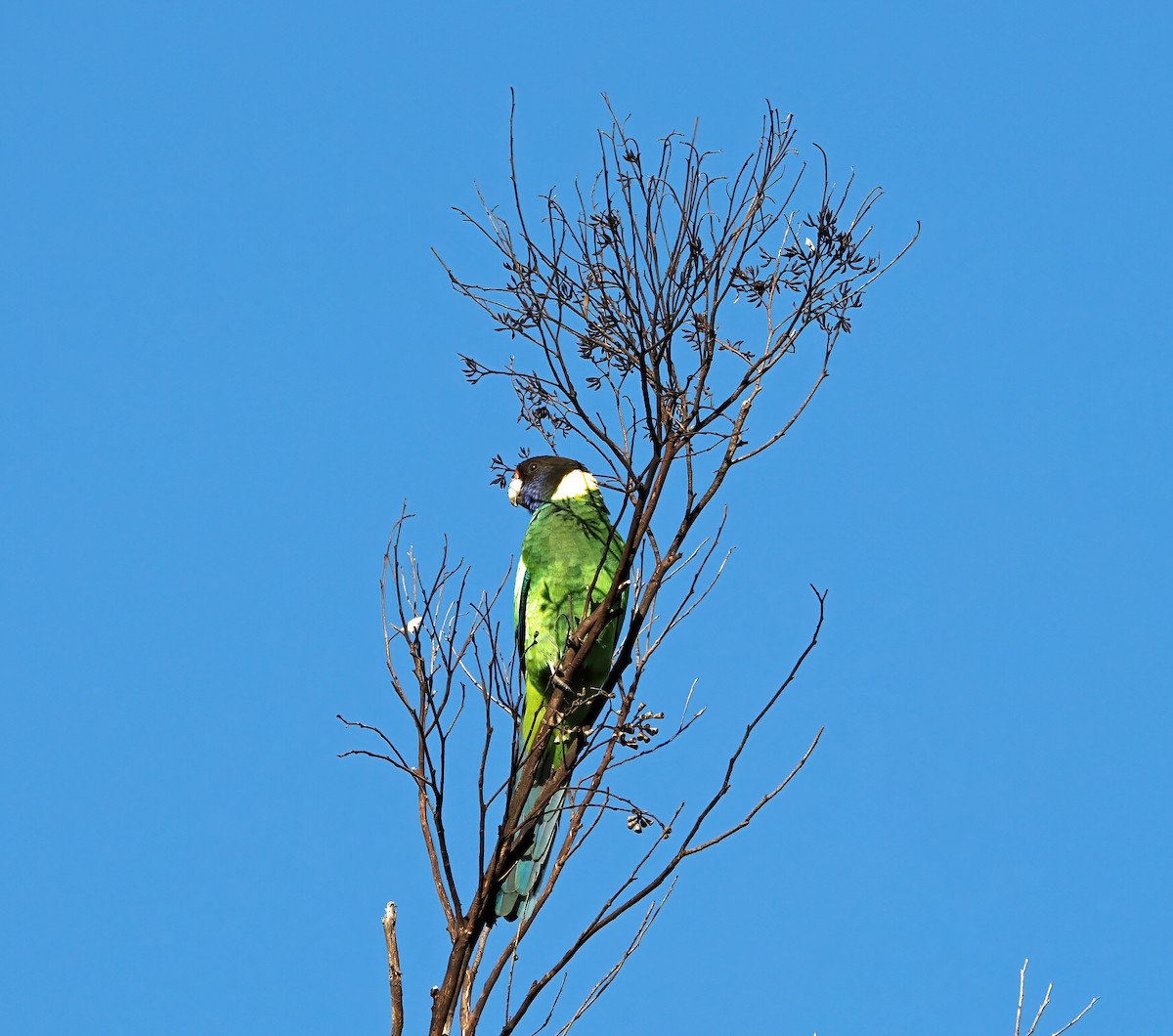 Australian Ringneck - ML619171529