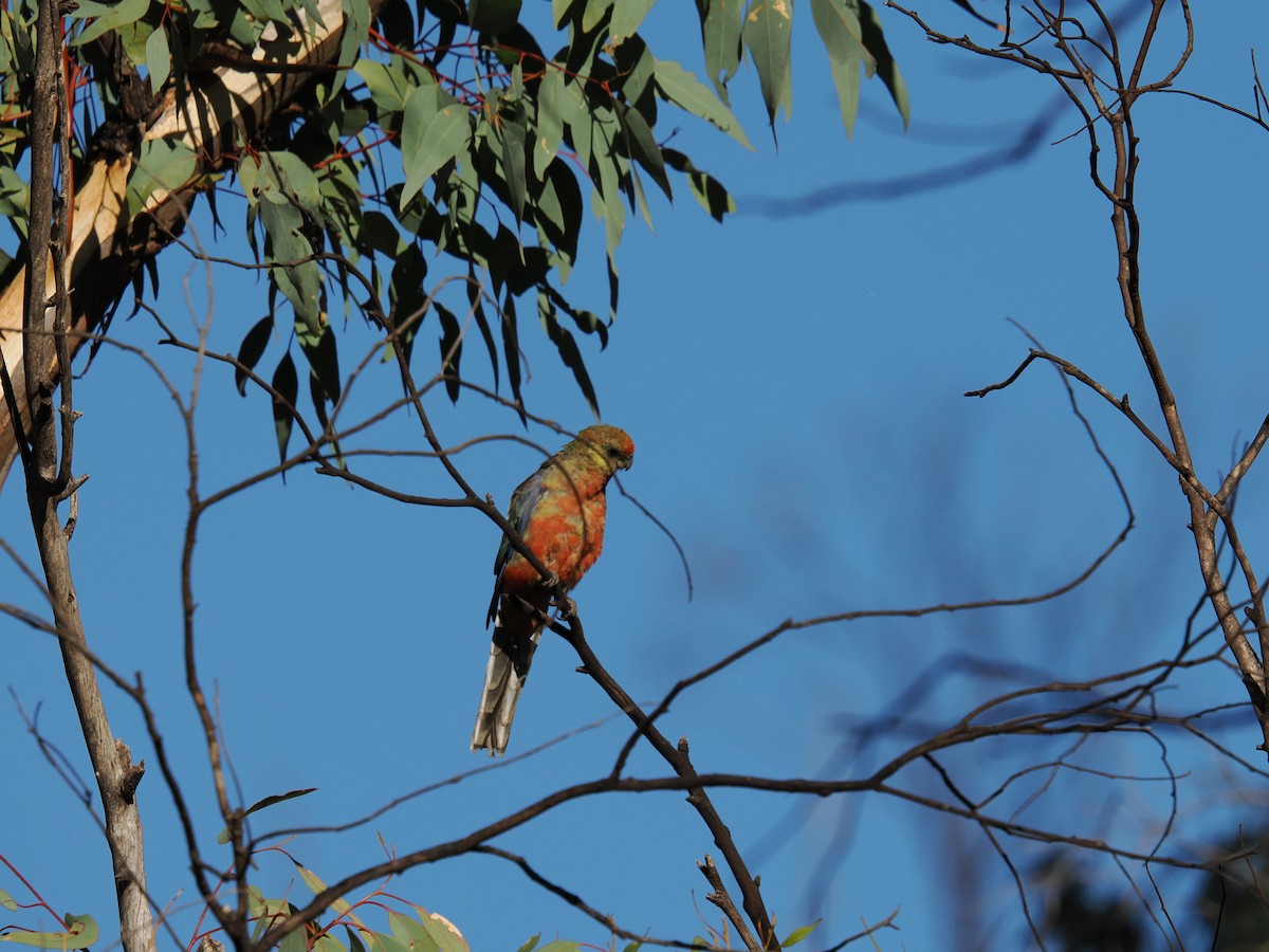 Western Rosella - ML619171532