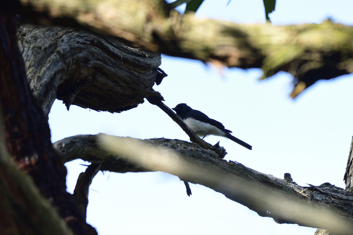 Satin Flycatcher - Ken Crawley