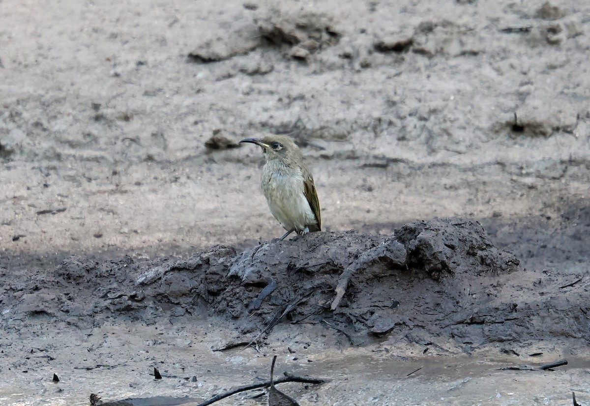 Brown Honeyeater - ML619171540