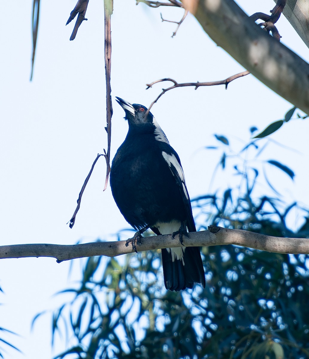 Australian Magpie - Tania Splawa-Neyman