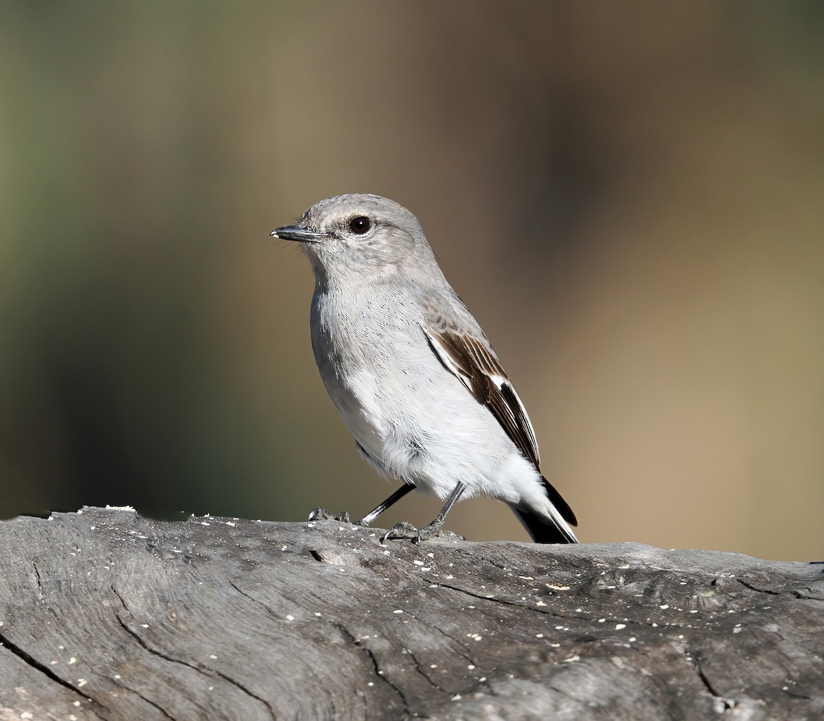 Petroica Encapuchada - ML619171548