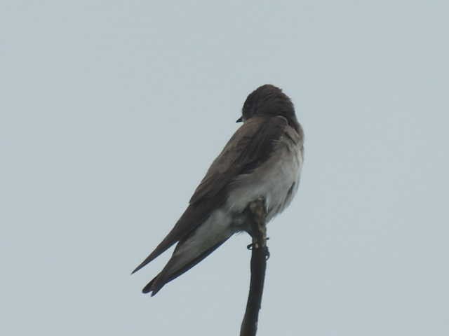 Northern Rough-winged Swallow - Stew Stewart