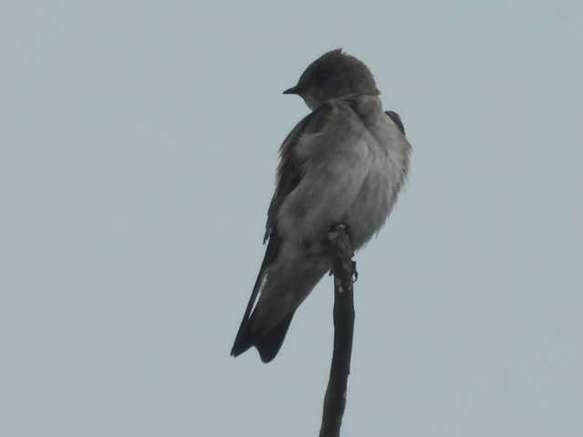 Northern Rough-winged Swallow - Stew Stewart