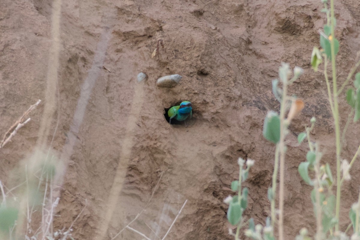 Arabian Green Bee-eater - ML619171570