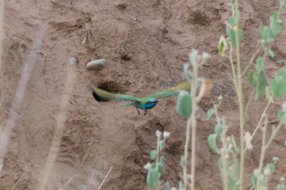 Arabian Green Bee-eater - ML619171572