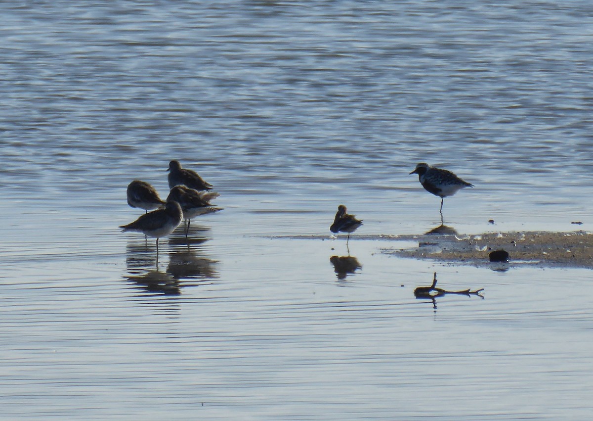 Black-bellied Plover - Alain Glière