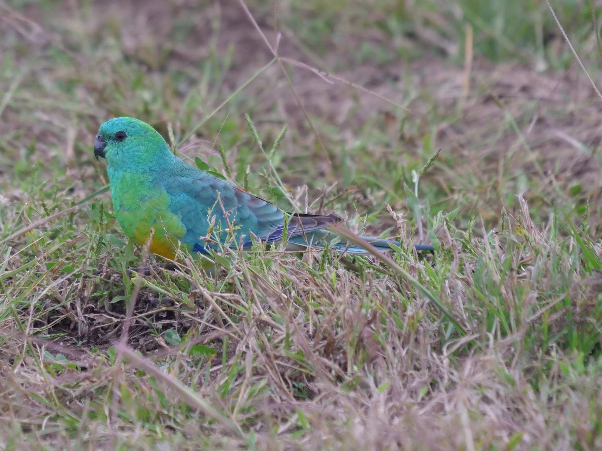 Red-rumped Parrot - Frank Coman