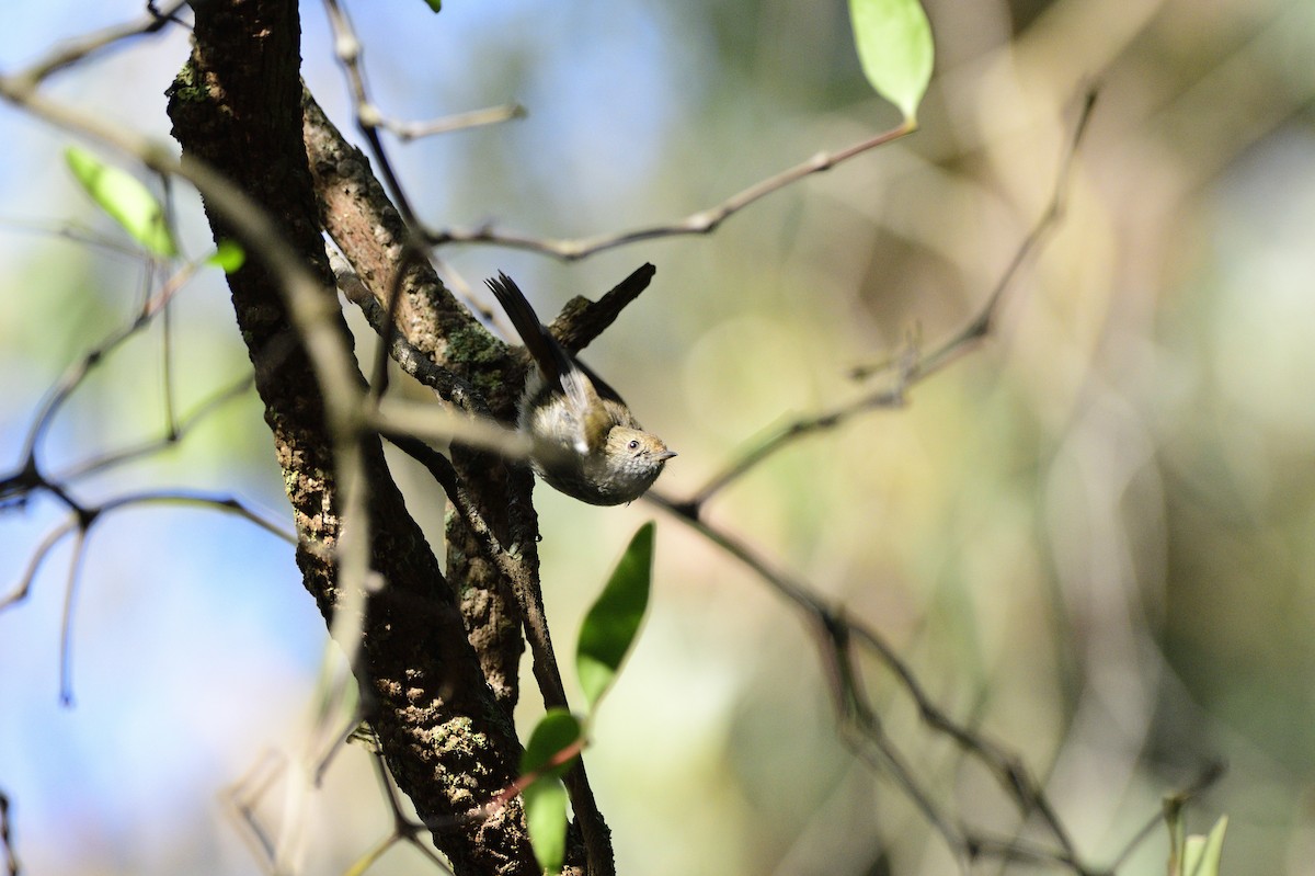 Brown Thornbill - Ken Crawley