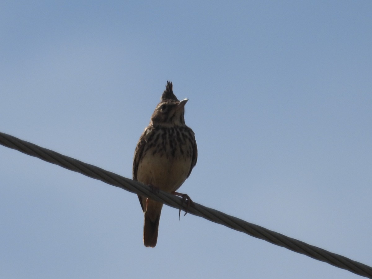 Thekla's Lark - Agustín Agra