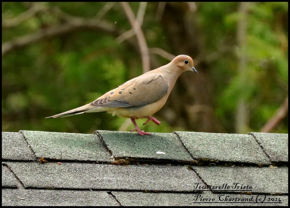 Mourning Dove - pierre chartrand
