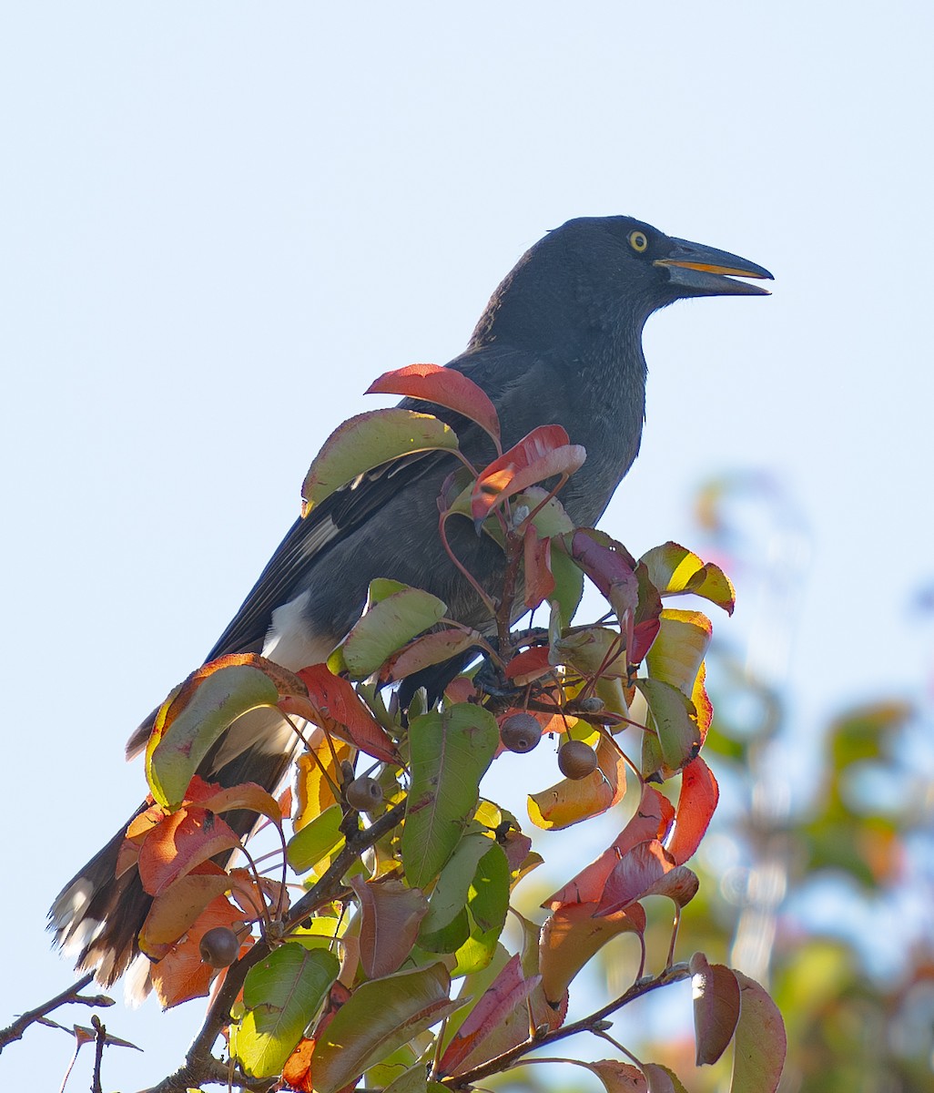 Pied Currawong - Tania Splawa-Neyman