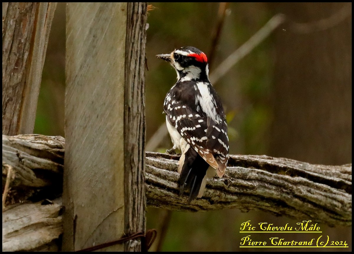 Hairy Woodpecker - pierre chartrand
