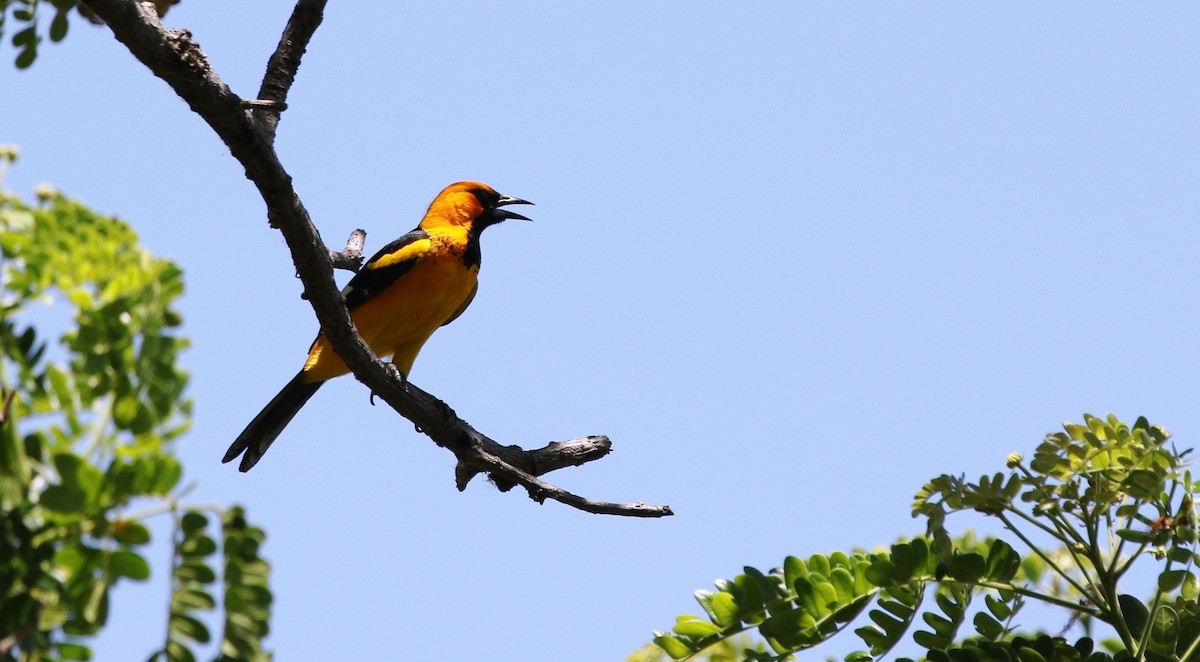 Spot-breasted Oriole - Richard Greenhalgh
