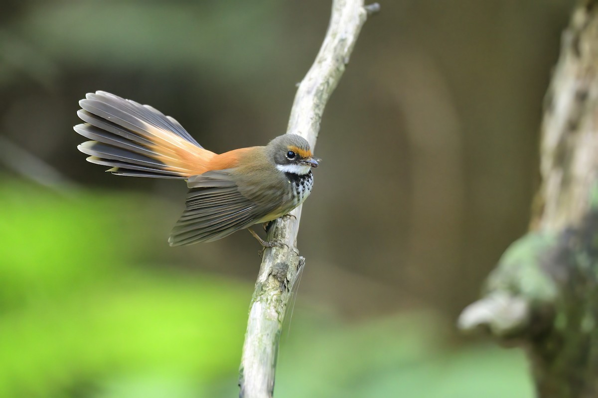 Australian Rufous Fantail - ML619171732