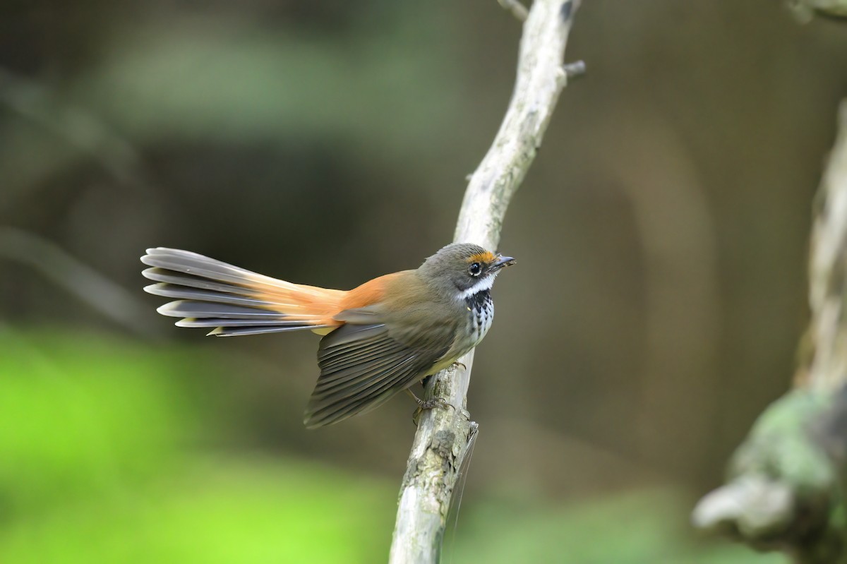 Australian Rufous Fantail - Ken Crawley