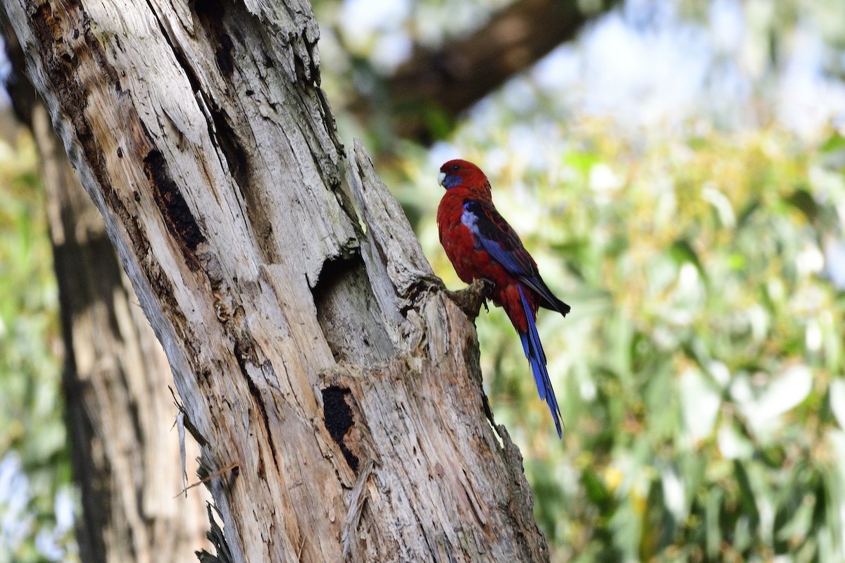 Crimson Rosella - ML619171744