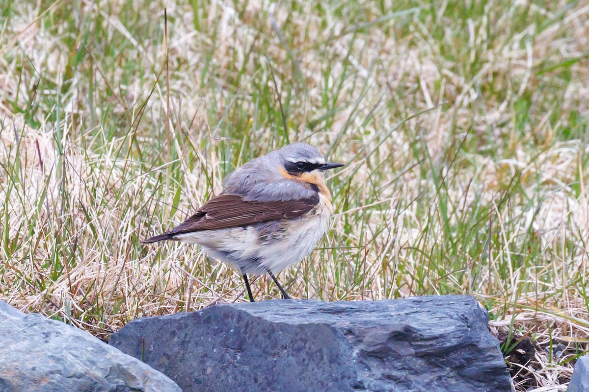 Northern Wheatear - Ethel Dempsey