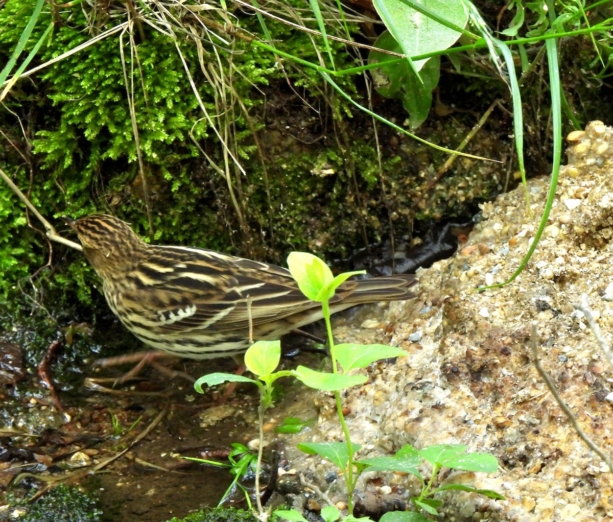 Pechora Pipit - Young Gul Kim