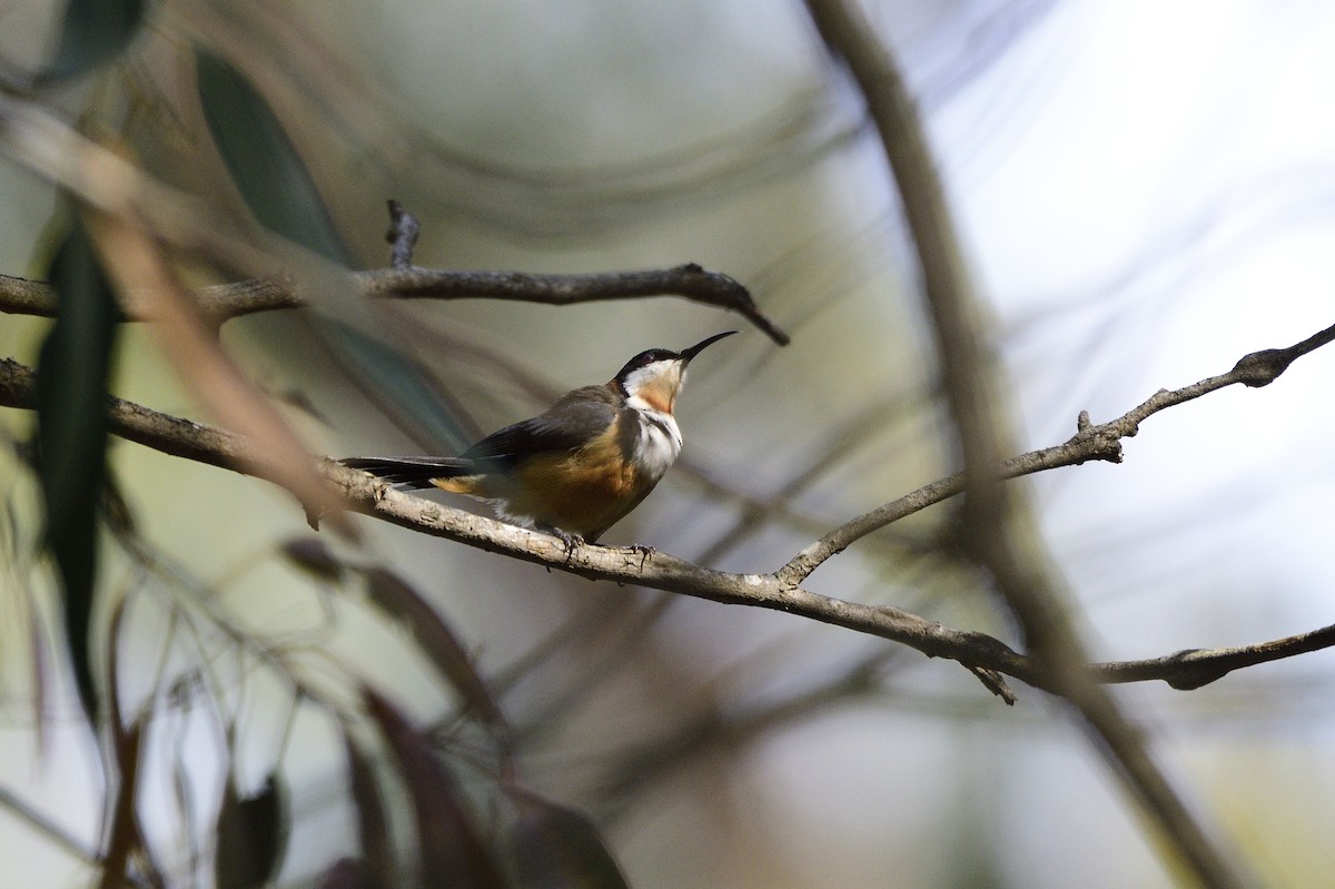 Eastern Spinebill - ML619171756