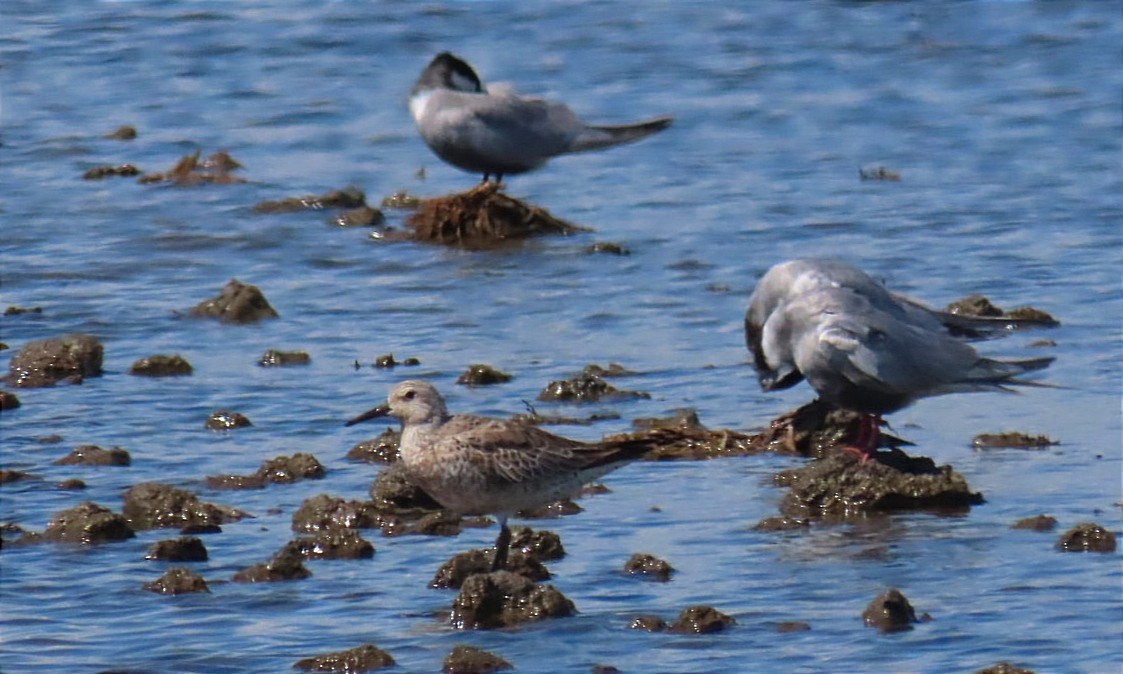 Red Knot - ML619171760