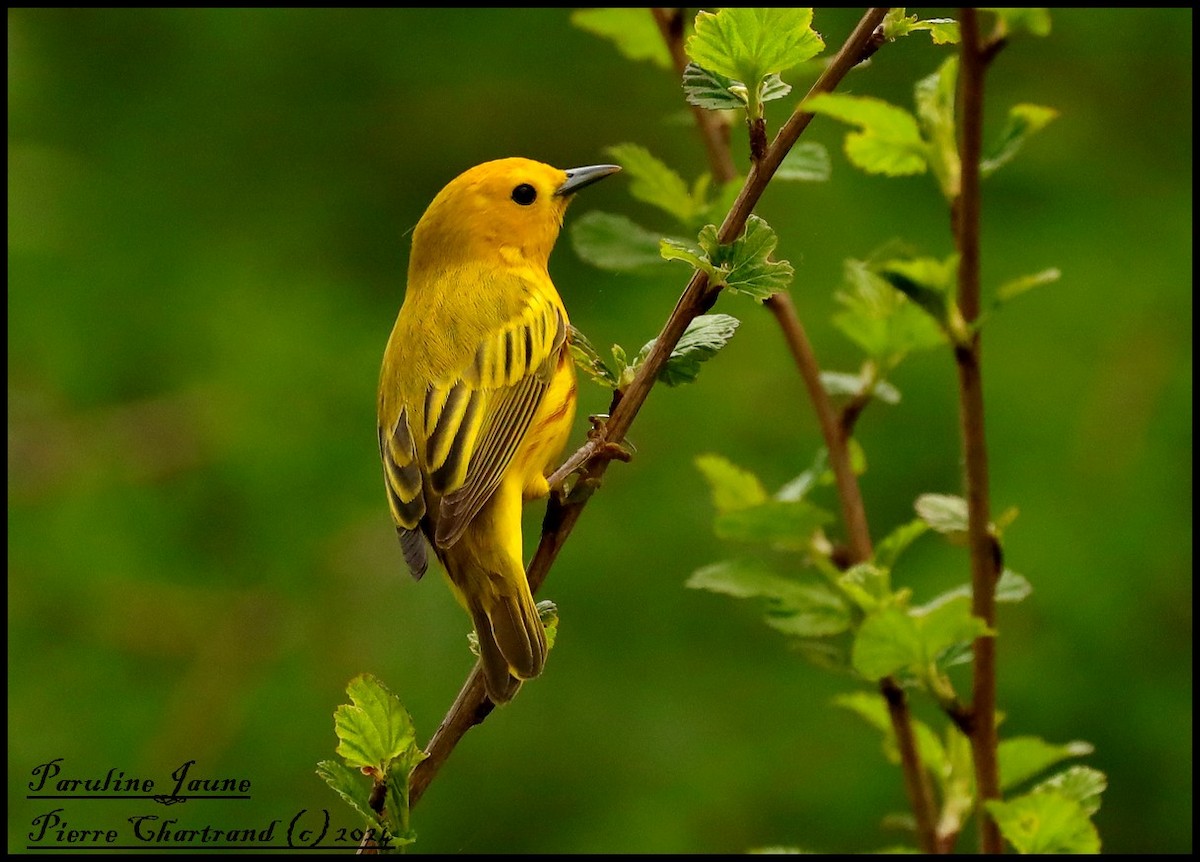 Yellow Warbler - pierre chartrand