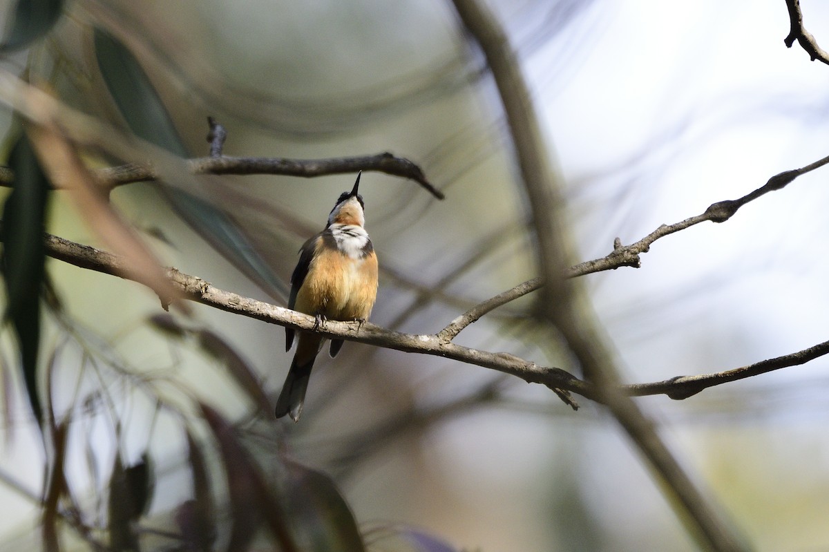 Eastern Spinebill - Ken Crawley