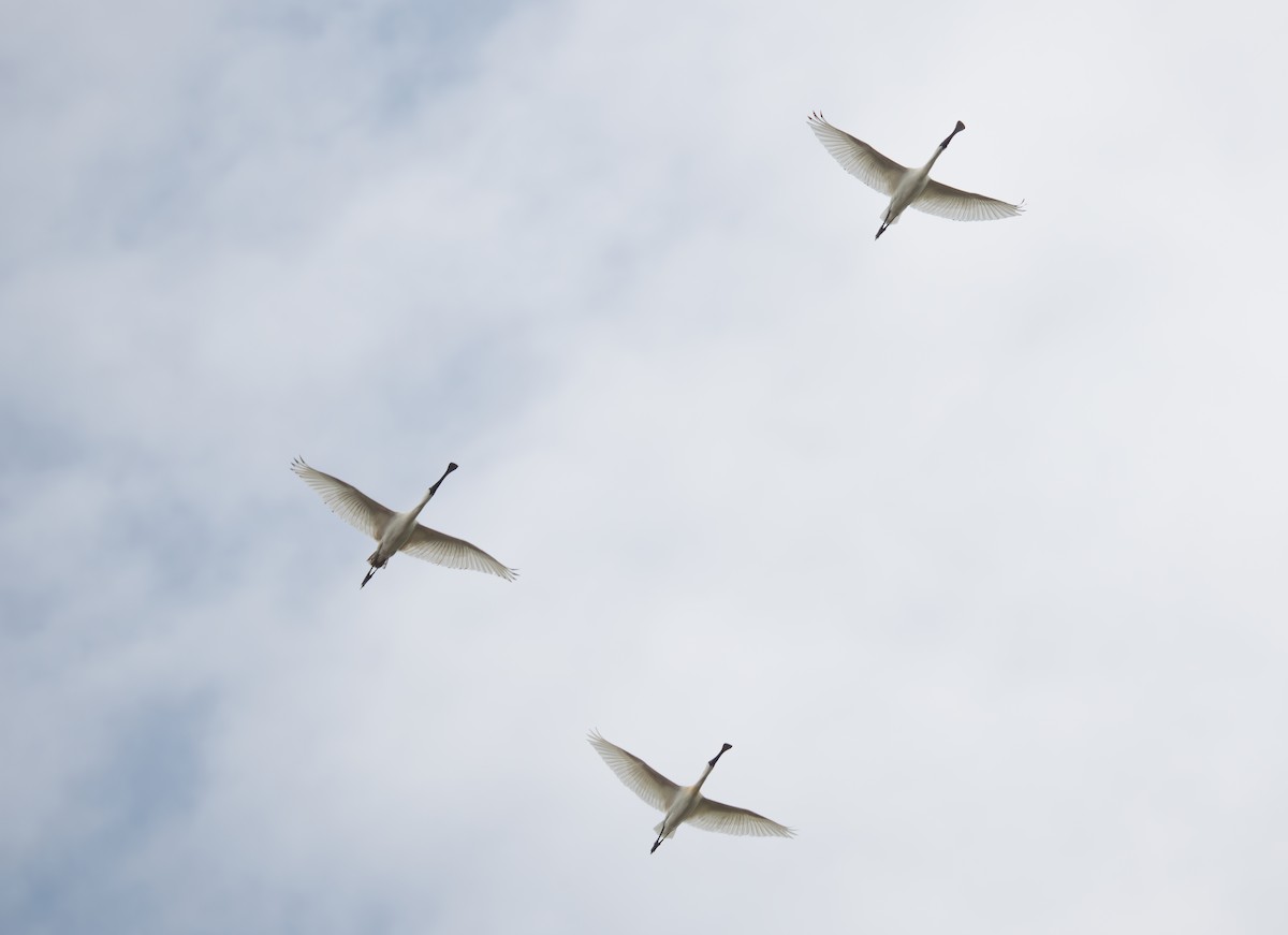 Black-faced Spoonbill - Vincent Wu