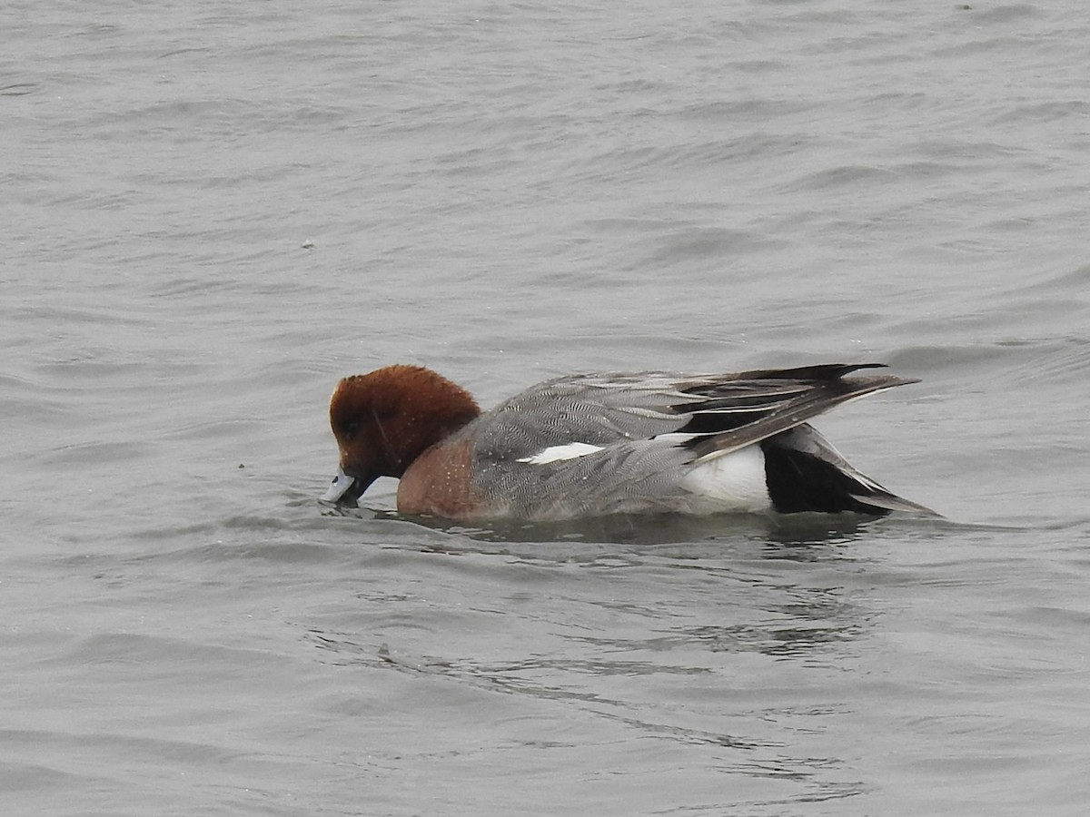 Eurasian Wigeon - ML619171805