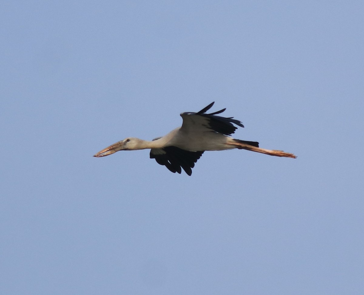 Asian Openbill - ML619171813