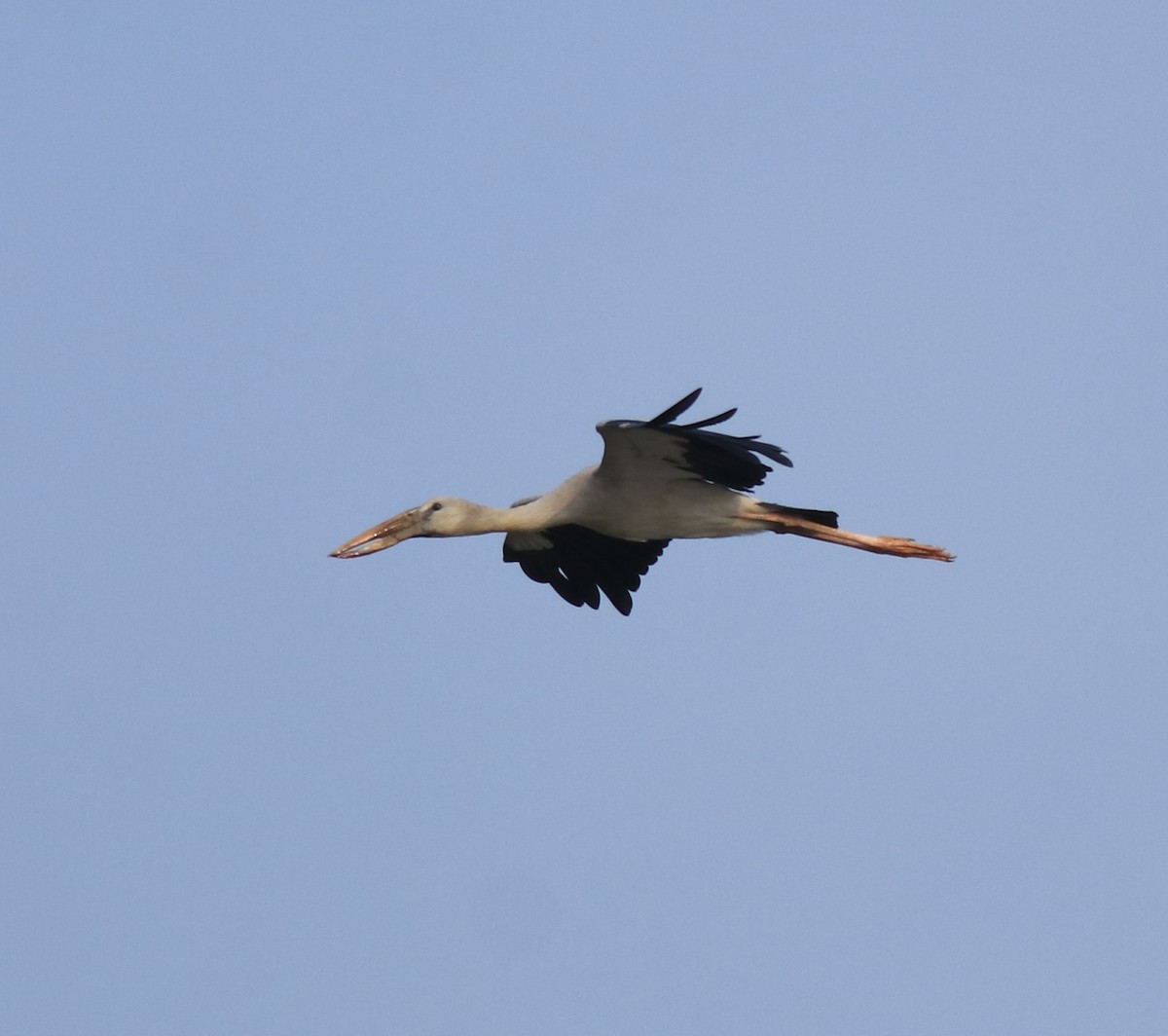 Asian Openbill - ML619171815