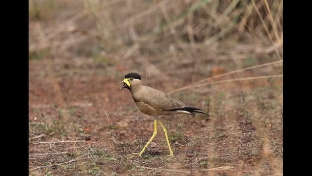 Yellow-wattled Lapwing - ML619171819