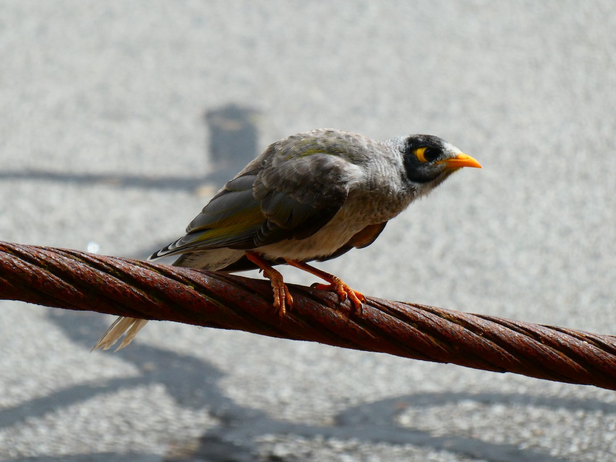 Noisy Miner - Lev Ramchen