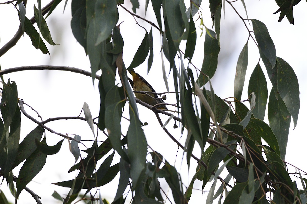 Pardalote pointillé - ML619171827