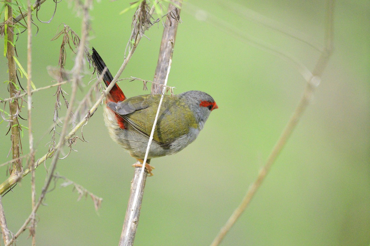 Red-browed Firetail - Ken Crawley