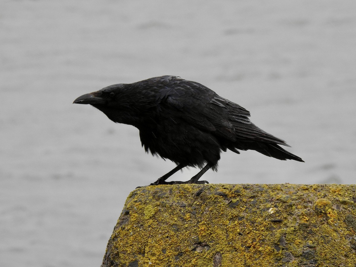 Common Raven - Craig Jackson