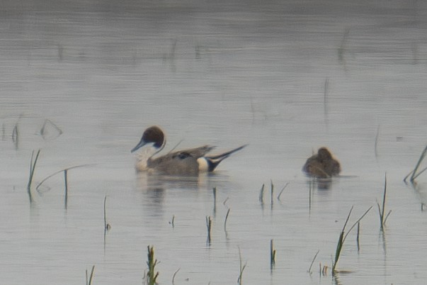 Northern Pintail - Vincent Wu