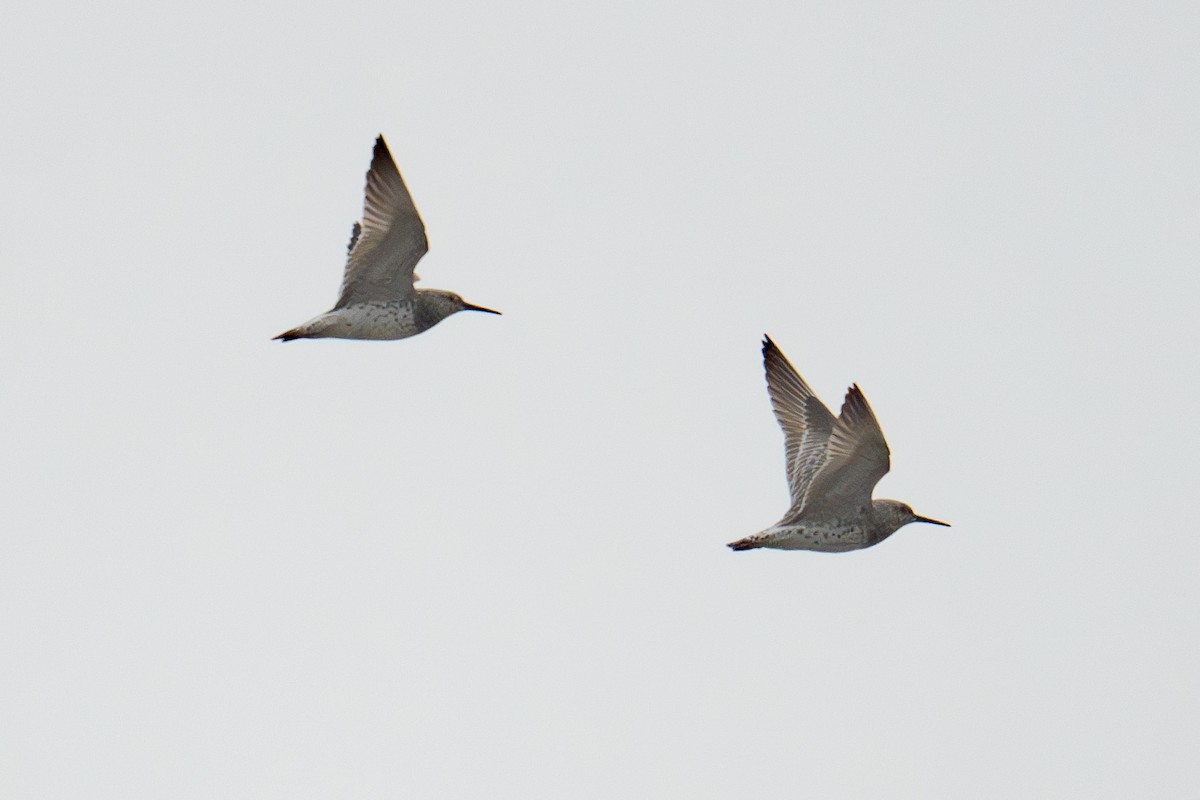 Great Knot - Vincent Wu