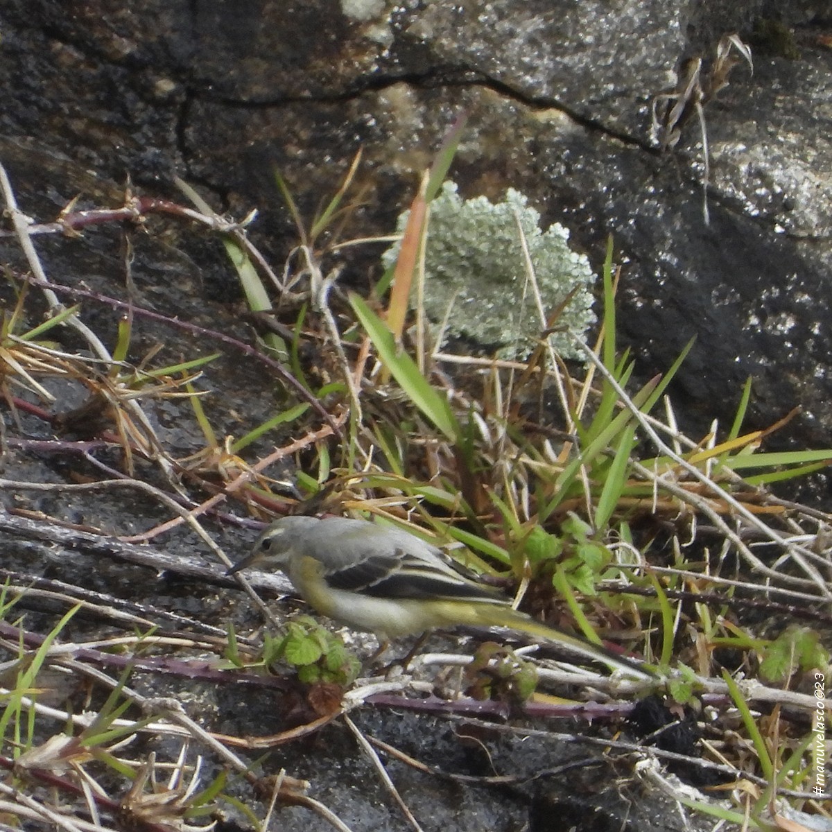 Gray Wagtail - ML619171850