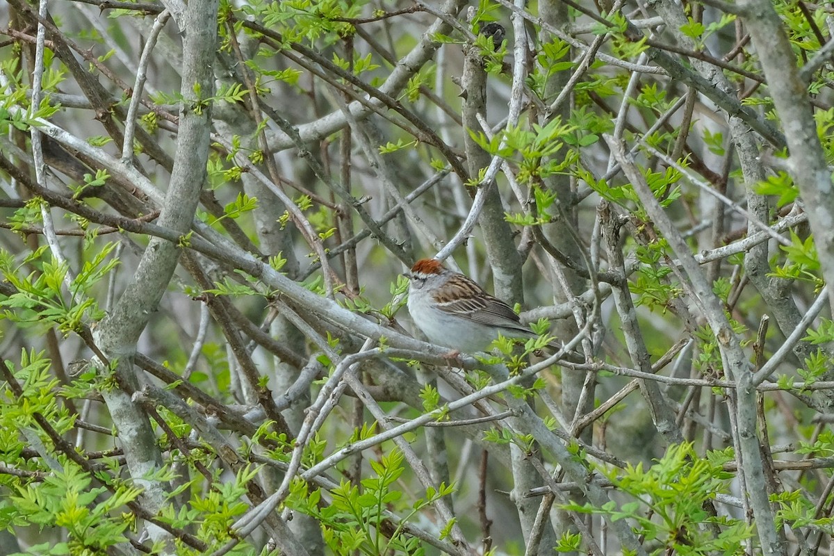 Chipping Sparrow - Rideau Lakes Birding Group Rideau Lakes