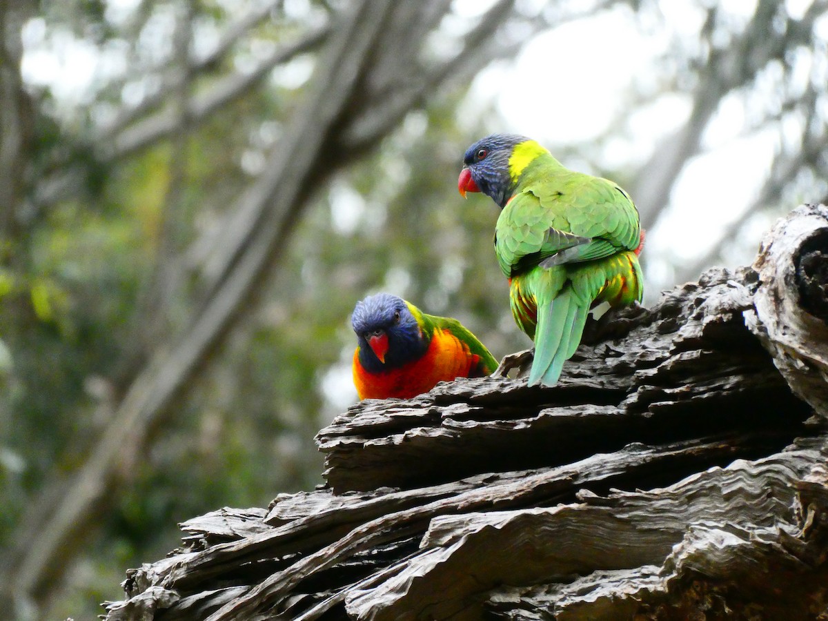 Rainbow Lorikeet - Lev Ramchen