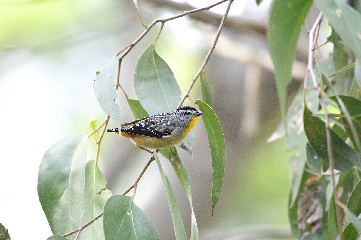 Spotted Pardalote - Ken Crawley