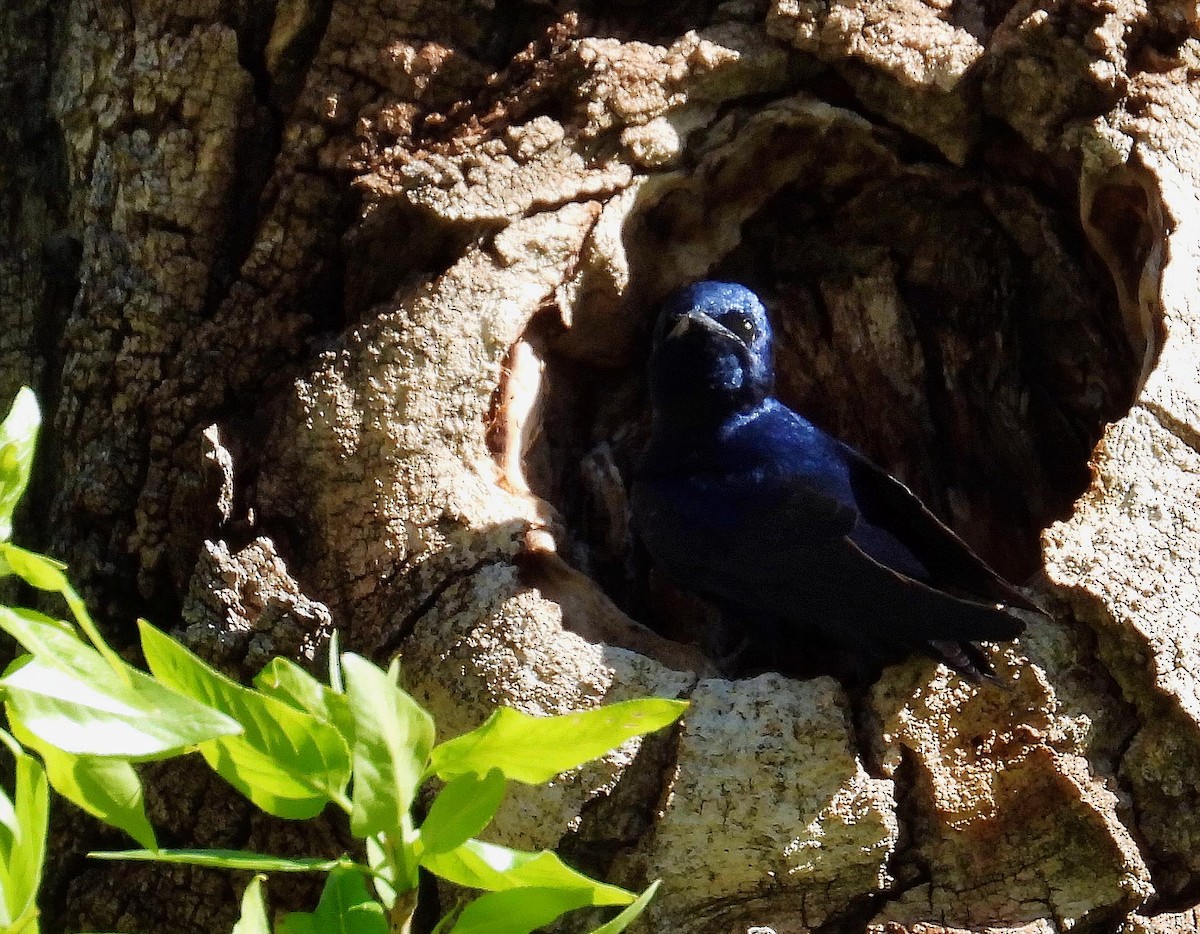 Purple Martin - ML619171869