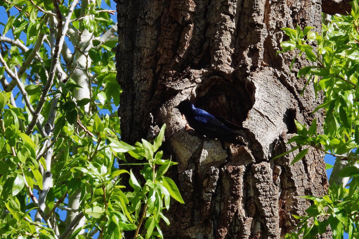 Purple Martin - ML619171877