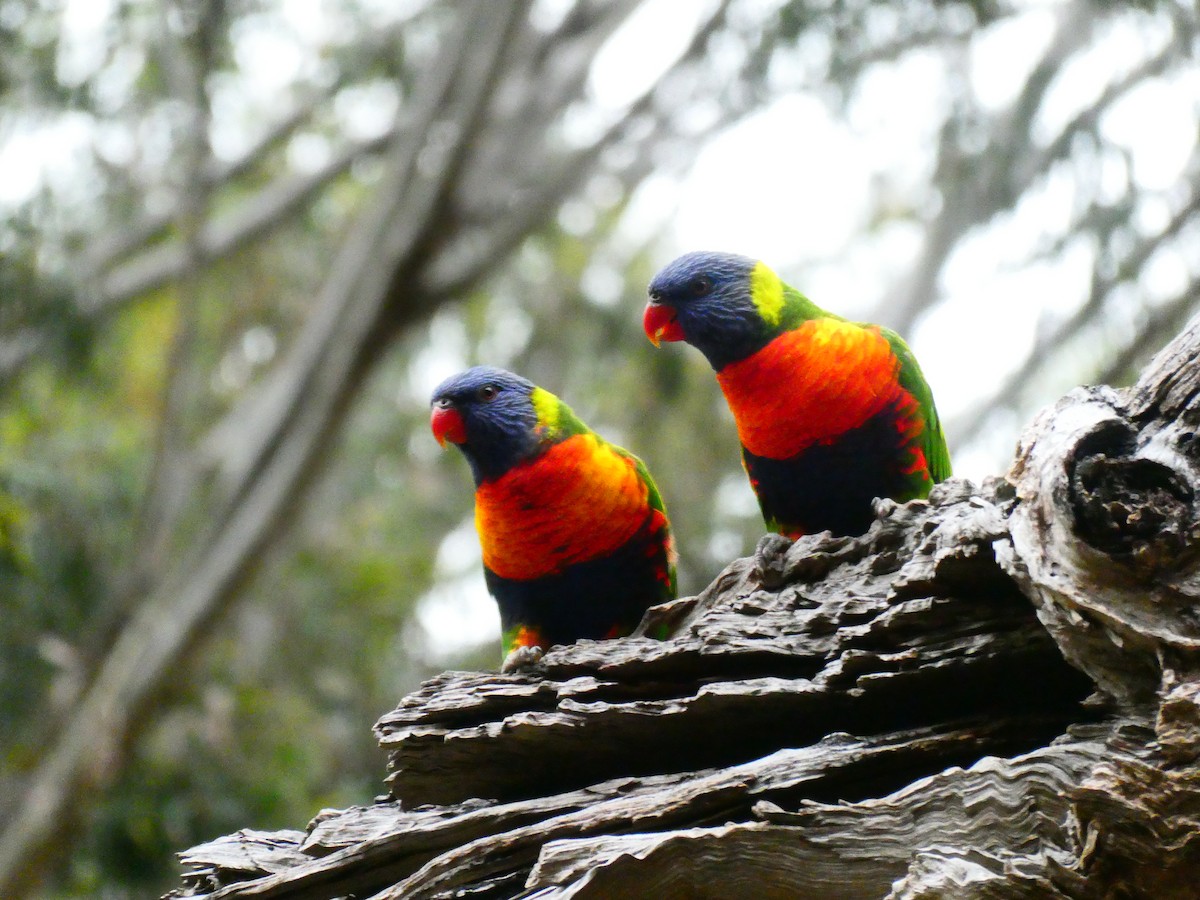 Rainbow Lorikeet - Lev Ramchen