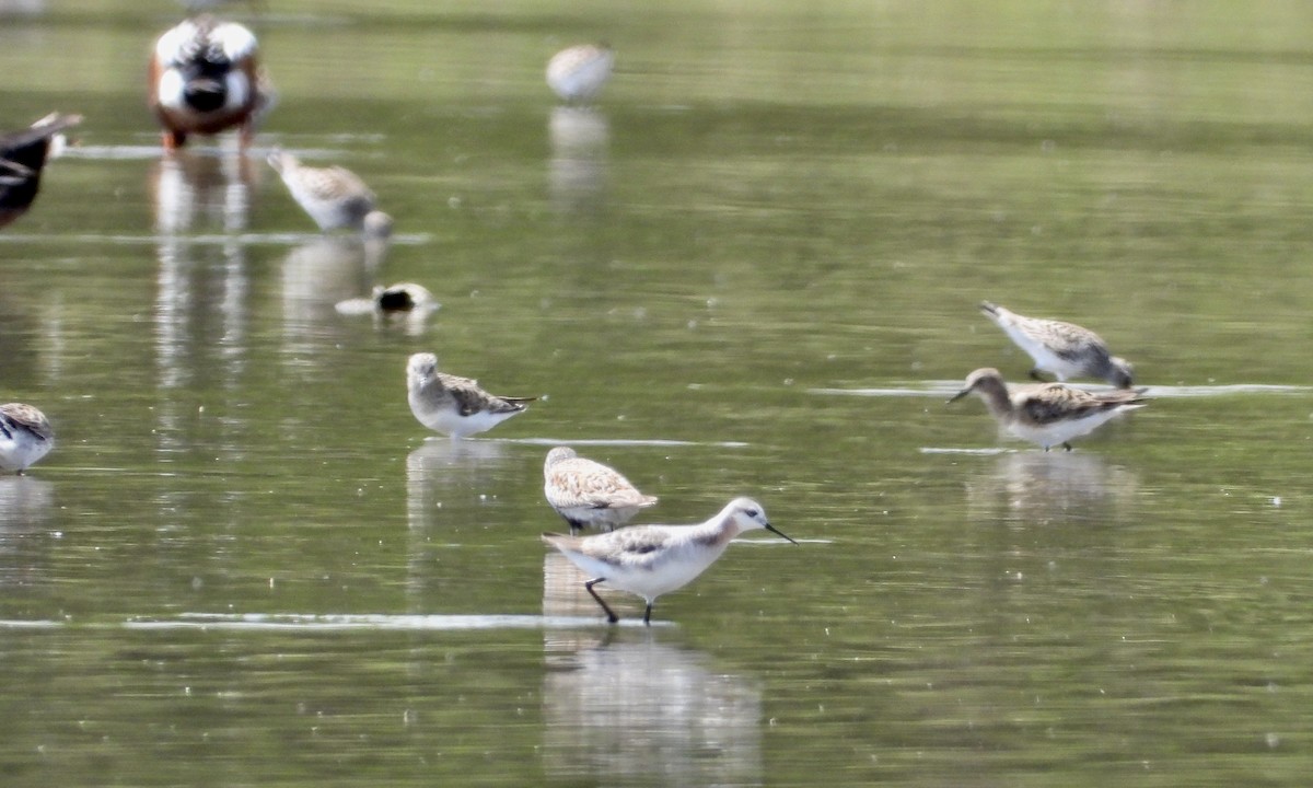 Wilson's Phalarope - Monica Rose