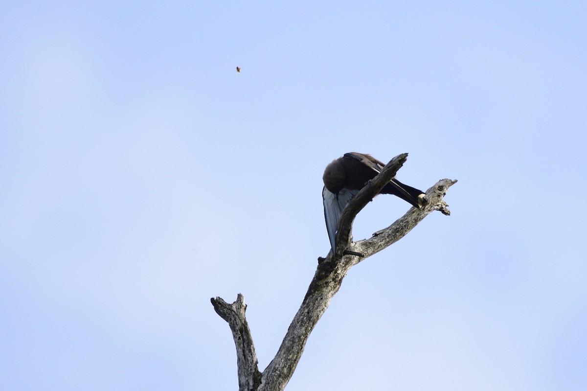 Dusky Woodswallow - Ken Crawley