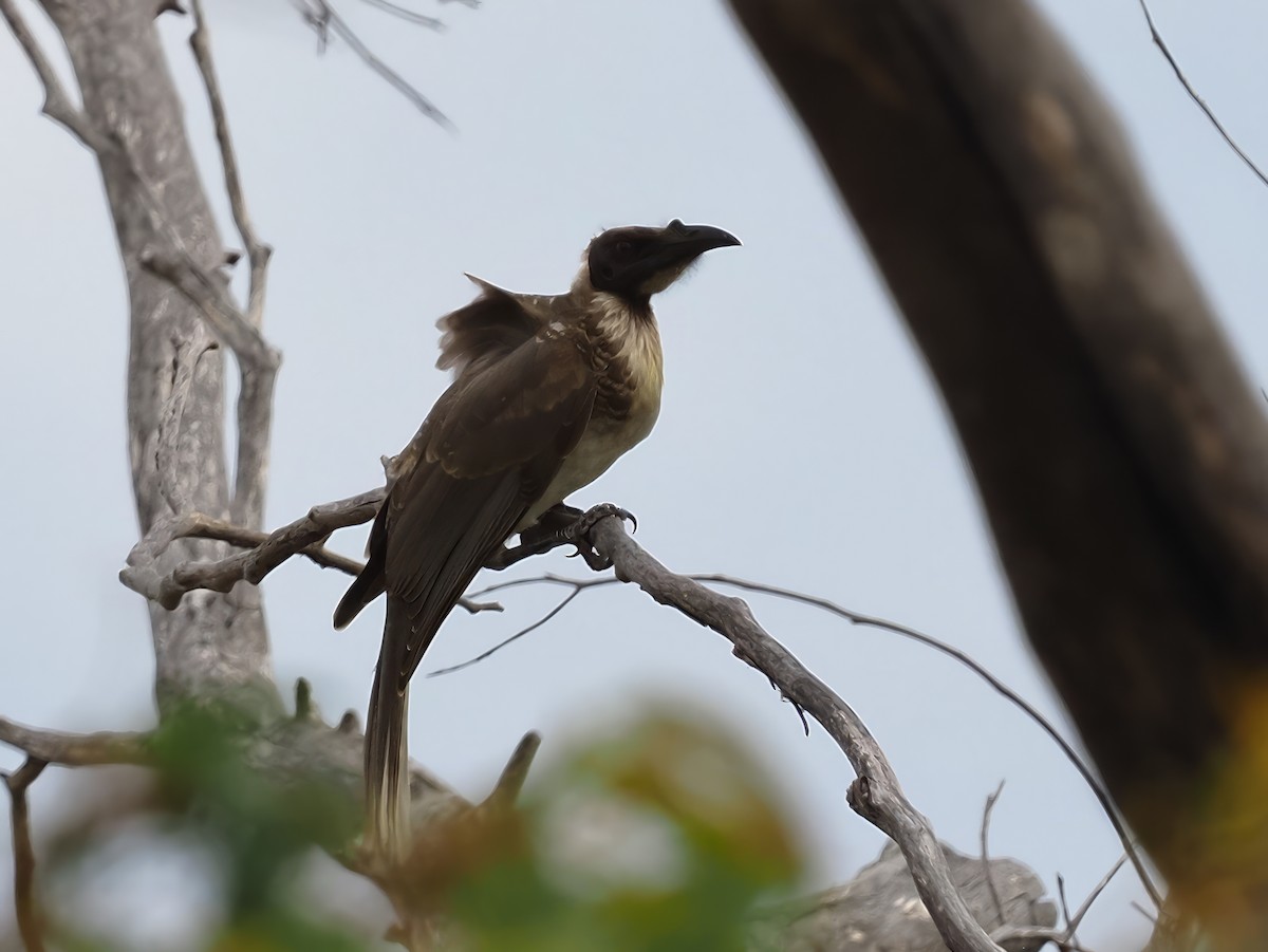 Noisy Friarbird - Len and Chris Ezzy